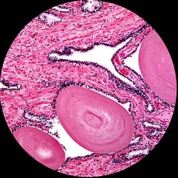 AmScope D120 Series Dual-view Monocular Student Compound Microscope with Mechanical Stage
