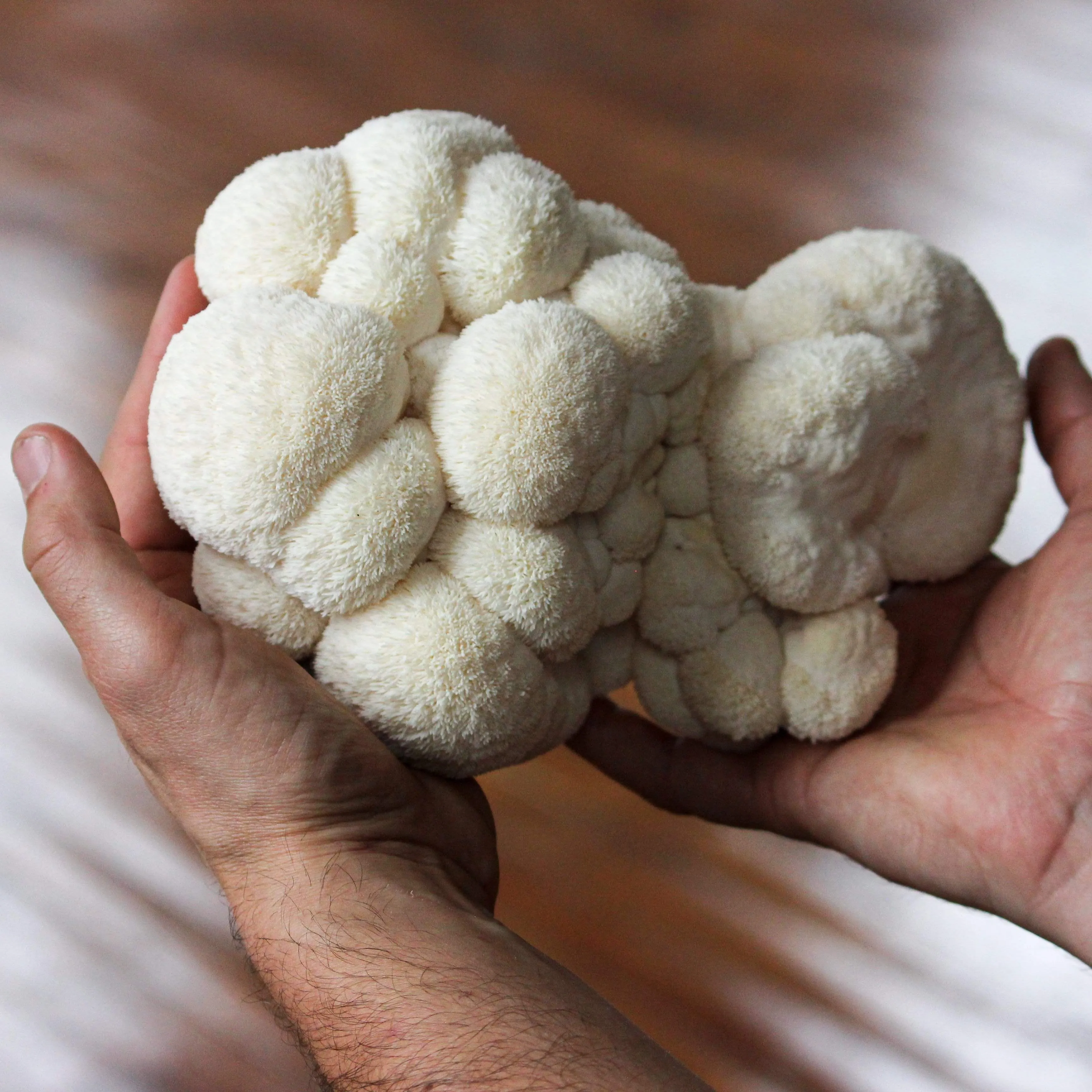 Organic Lion's Mane ‘Spray & Grow’ Mushroom Growing Kit - Discounted Shipping!