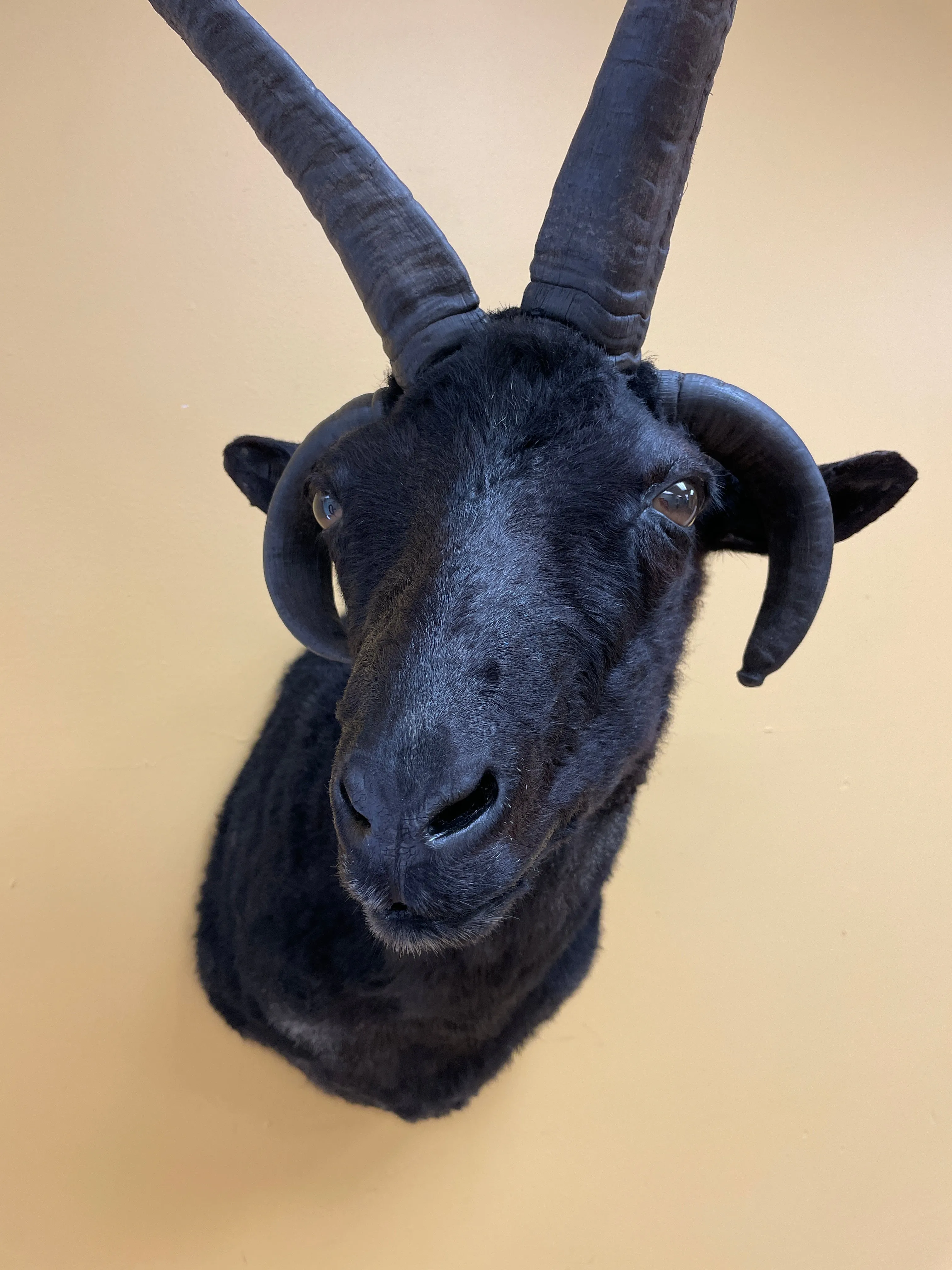 Taxidermy Jacob’s Ram Shoulder Mount