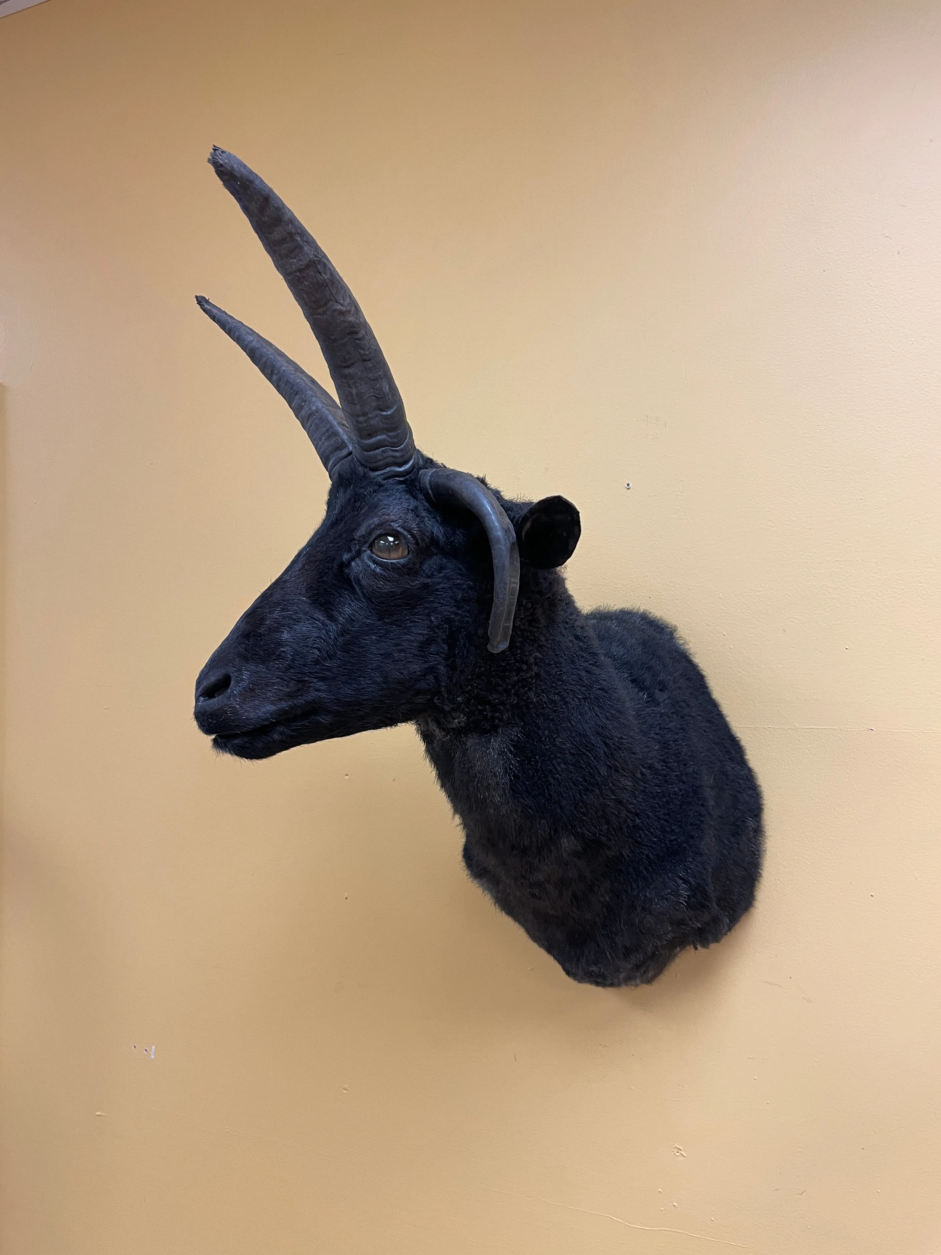 Taxidermy Jacob’s Ram Shoulder Mount