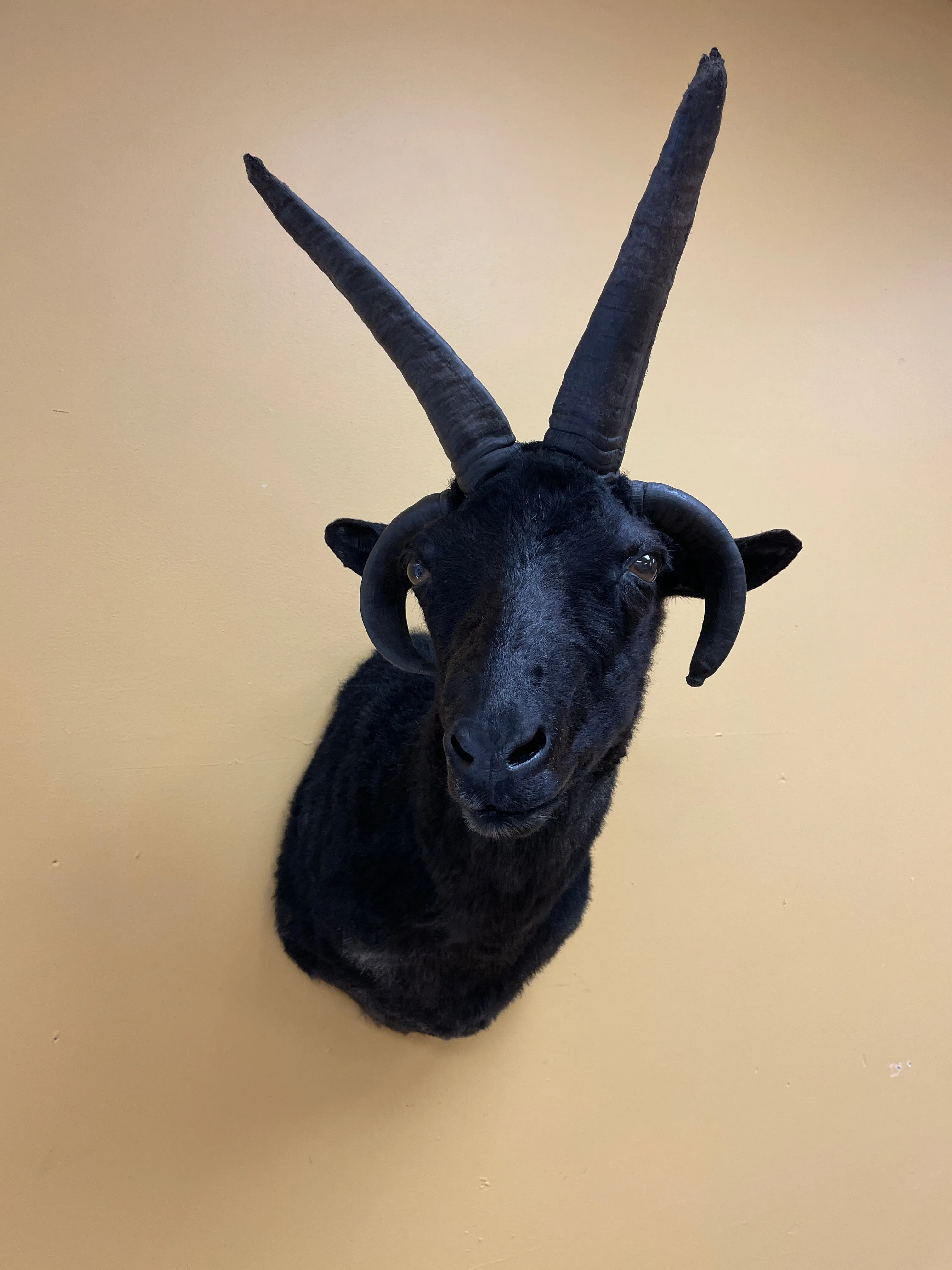 Taxidermy Jacob’s Ram Shoulder Mount