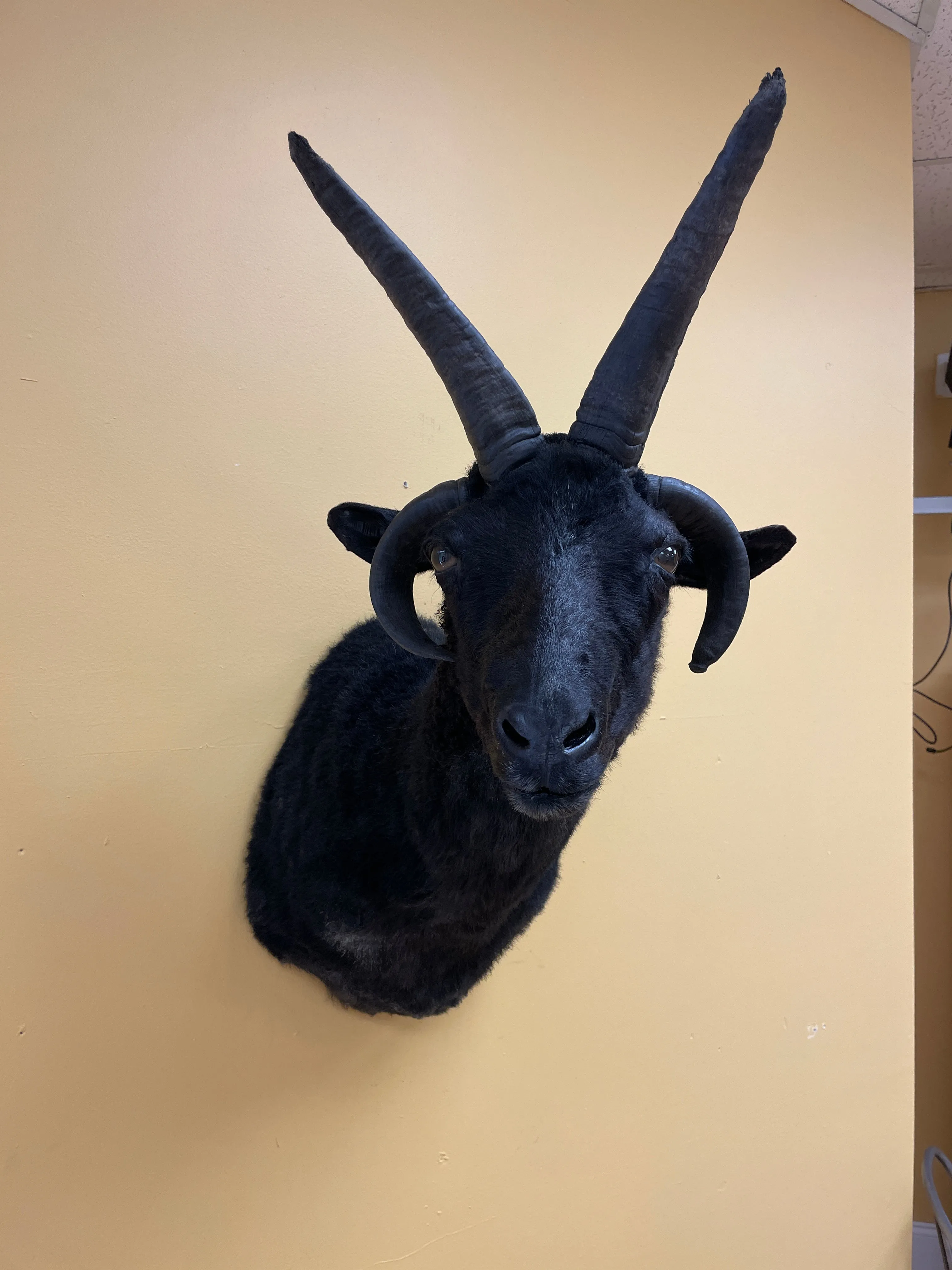 Taxidermy Jacob’s Ram Shoulder Mount