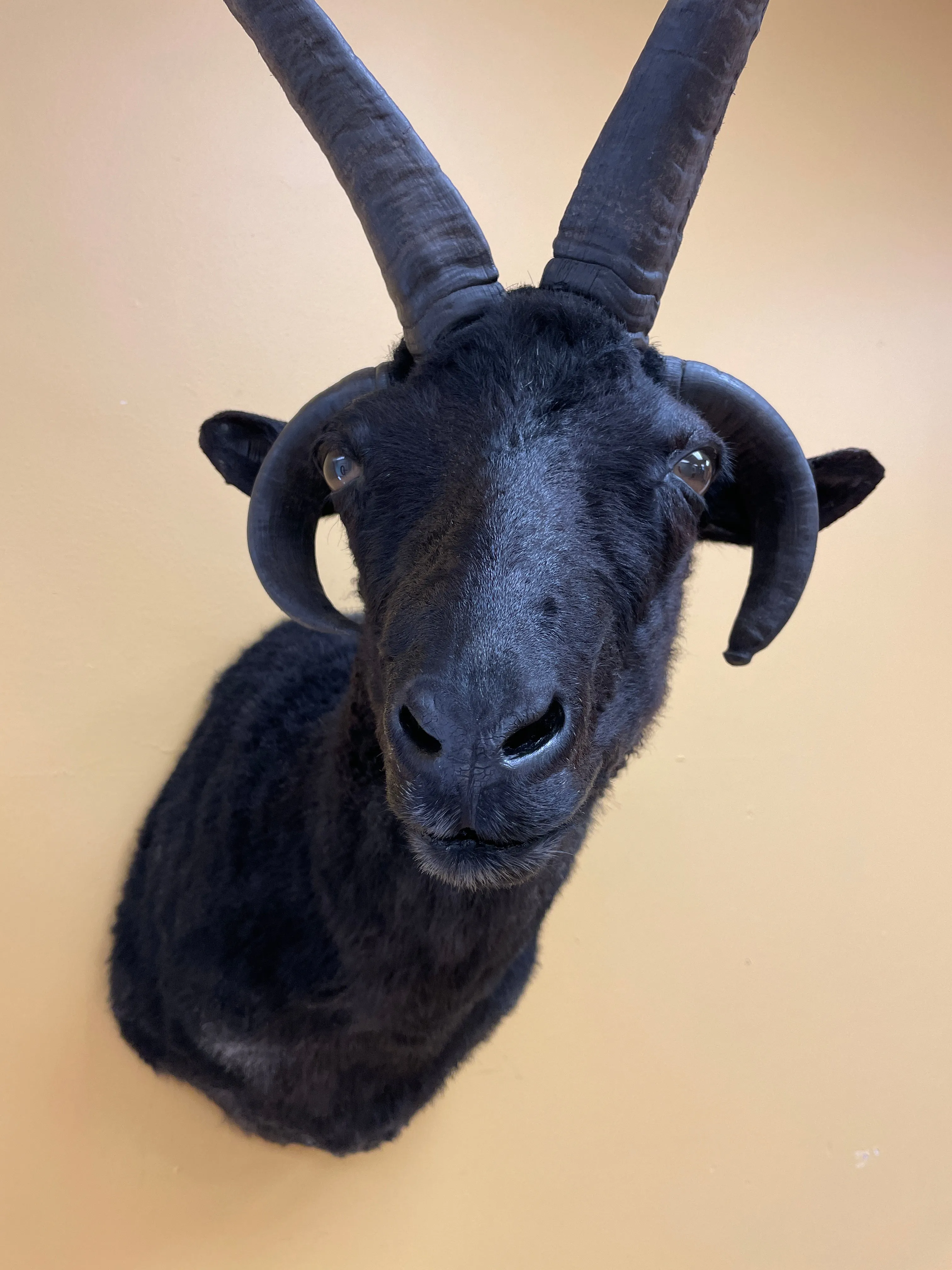 Taxidermy Jacob’s Ram Shoulder Mount