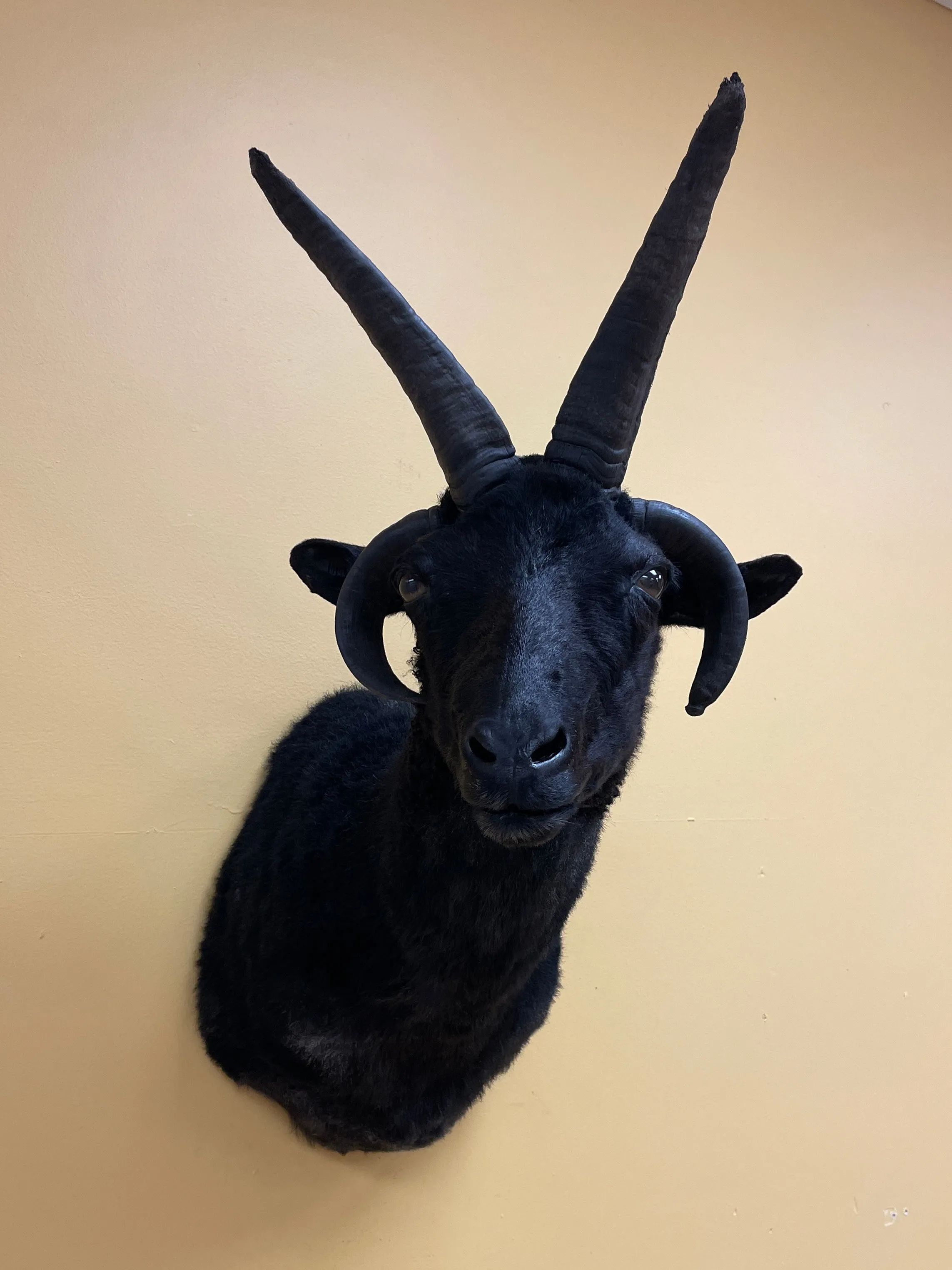 Taxidermy Jacob’s Ram Shoulder Mount