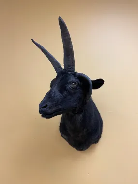 Taxidermy Jacob’s Ram Shoulder Mount
