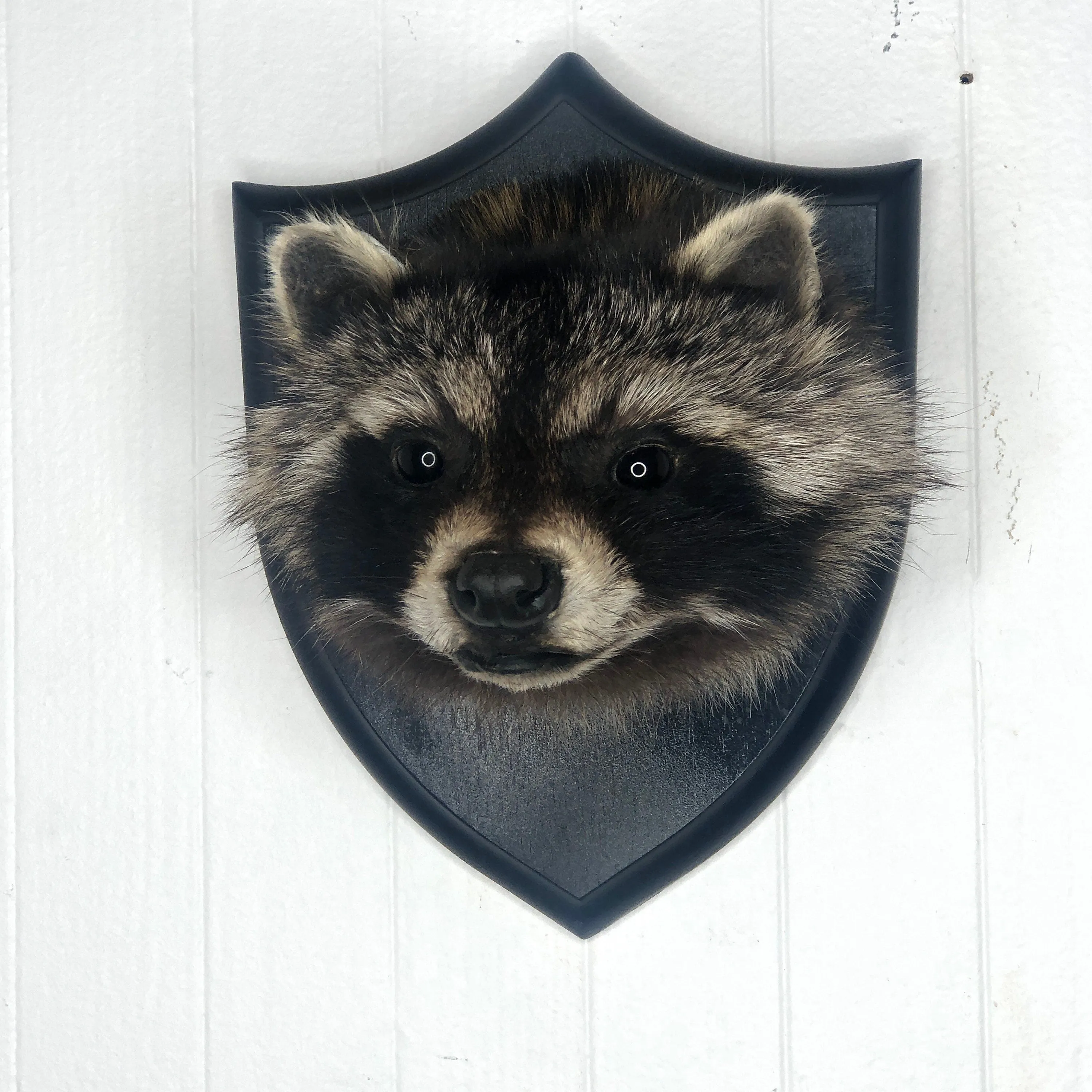 Taxidermy Raccoon Head Mount