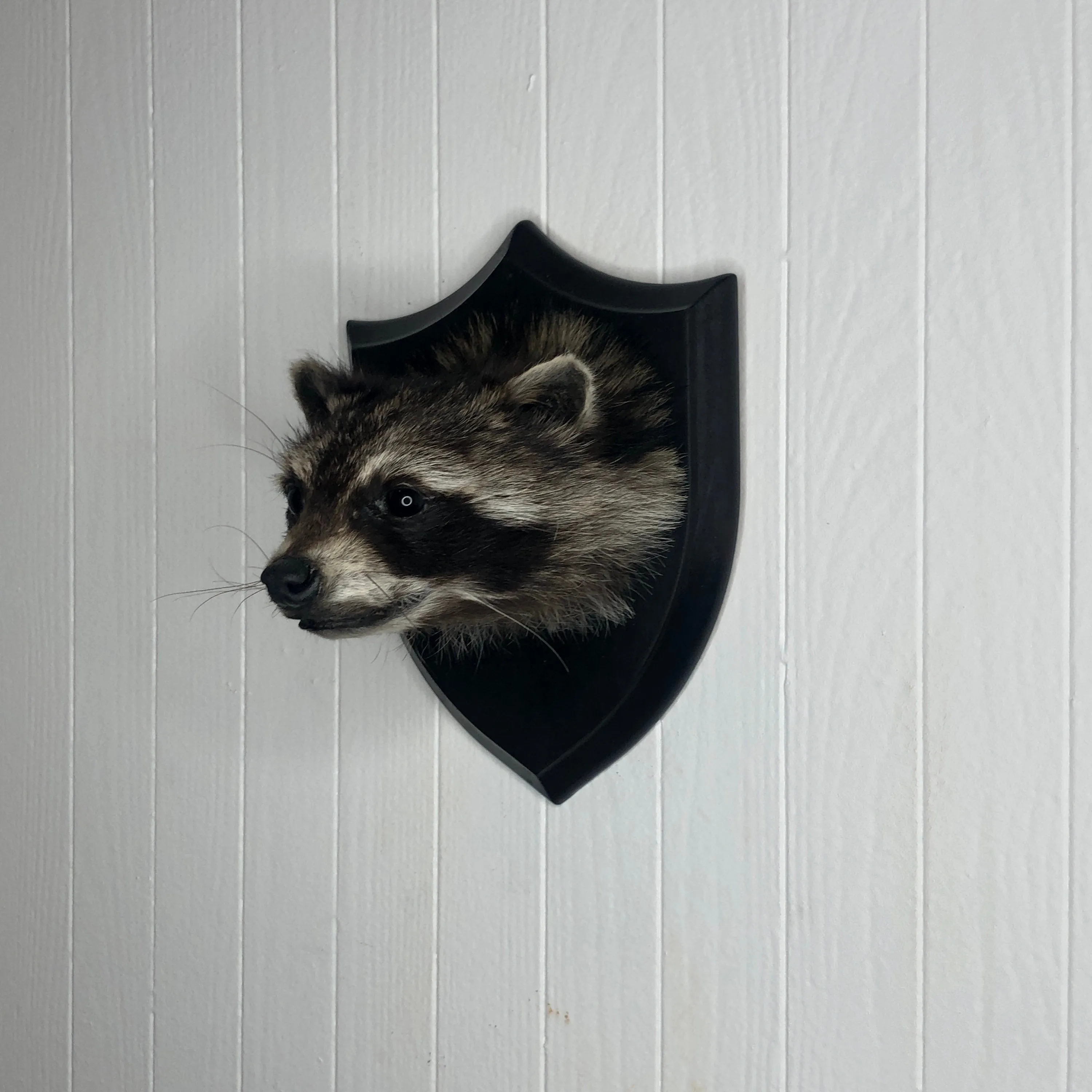 Taxidermy Raccoon Head Mount